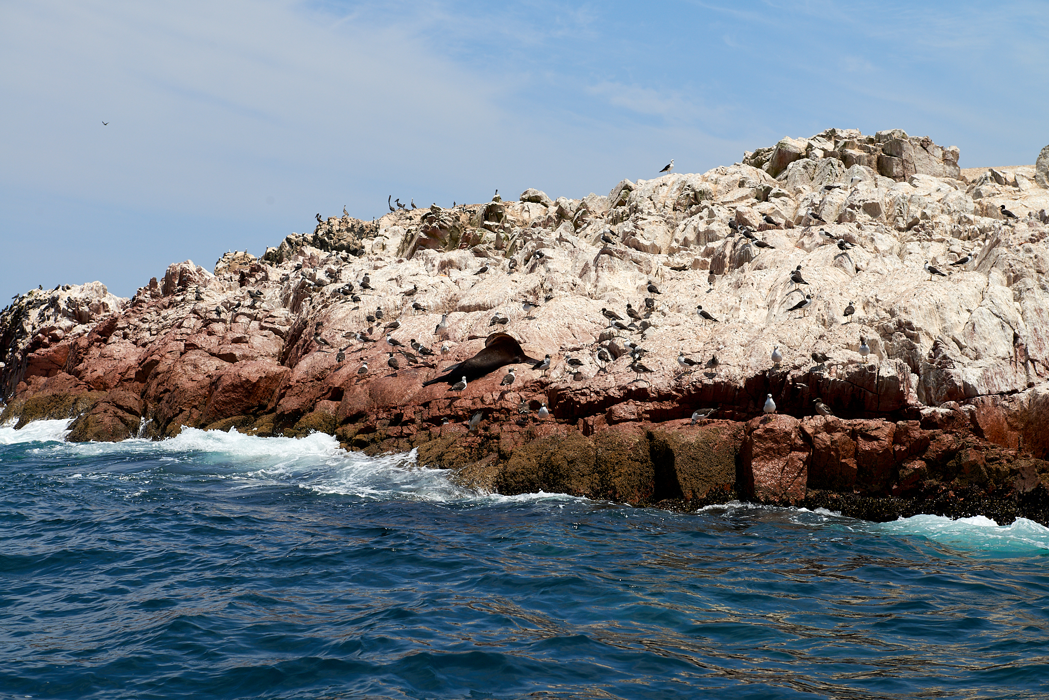 20200304 197 [페루] 바예스타섬